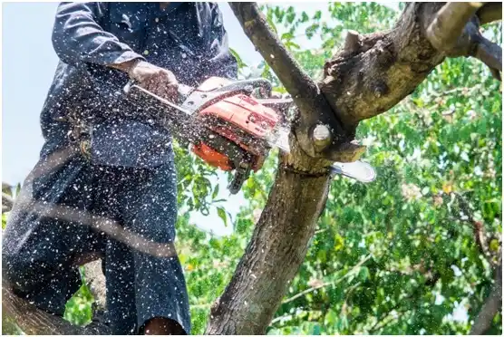 tree services West Odessa